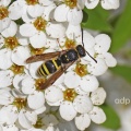 Ancistrocerus nigricornis, female, mason wasp, Alan Prowse